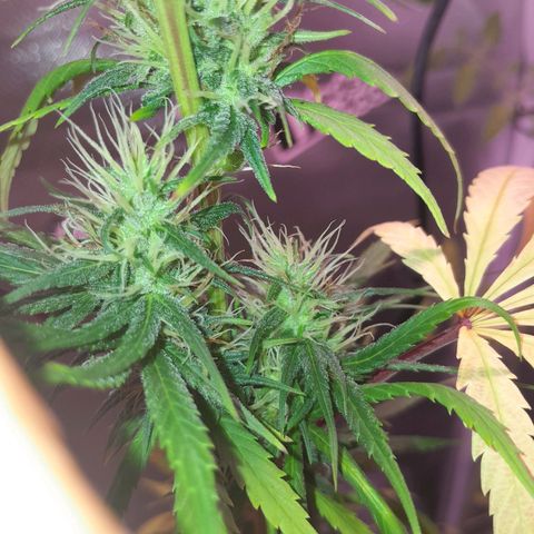 SOG growlog photo: Top Buds