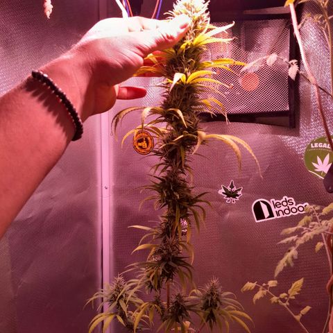 SOG growlog photo: Pestilos quase 40% na cor Âmbar, queremos que chege a 80% ou um pouco mais