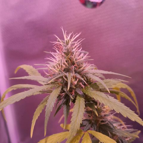 SOG growlog timeline photo