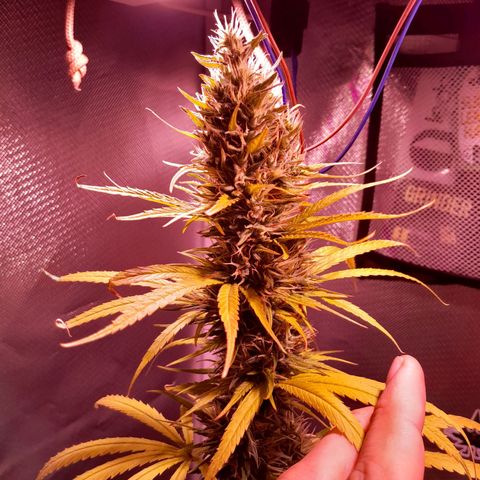 SOG growlog photo: Pestilos quase 40% na cor Âmbar, queremos que chege a 80% ou um pouco mais