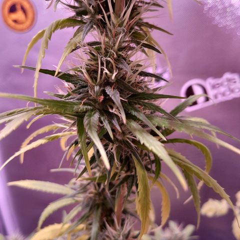 SOG growlog photo: Pestilos quase 40% na cor Âmbar, queremos que chege a 80% ou um pouco mais