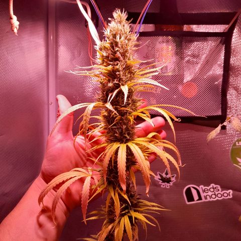 SOG growlog photo: Pestilos com 40% com cor Âmbar e continuam engordando!