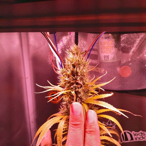 SOG growlog photo: Pestilos com 40% com cor Âmbar e continuam engordando!