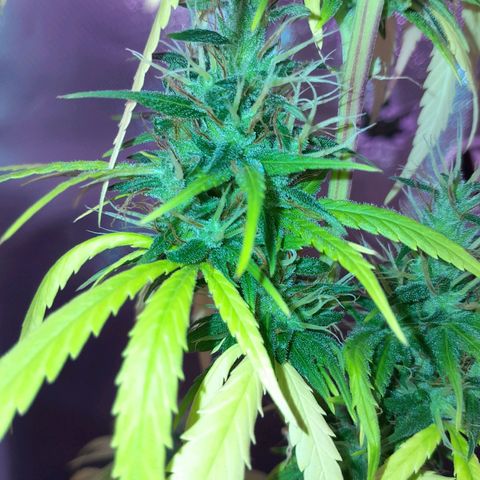 SOG growlog photo: Pestilos com 40% com cor Âmbar e continuam engordando!