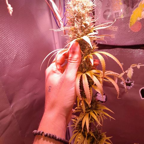 SOG growlog photo: Pestilos com aparentemente 50% a 60% na cor Ambar