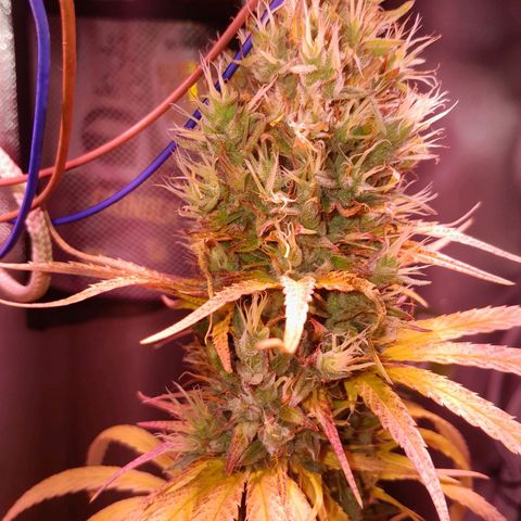 SOG growlog photo: Pestilos com aparentemente 50% a 60% na cor Ambar