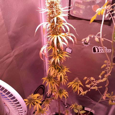 SOG growlog photo: Pestilos com aparentemente 50% a 60% na cor Ambar