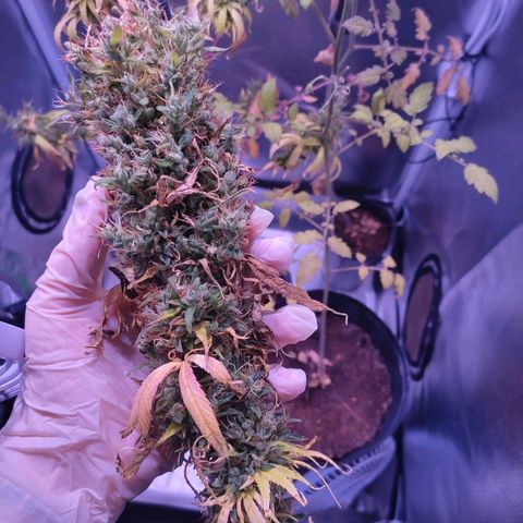 SOG growlog photo: Colheita feliz