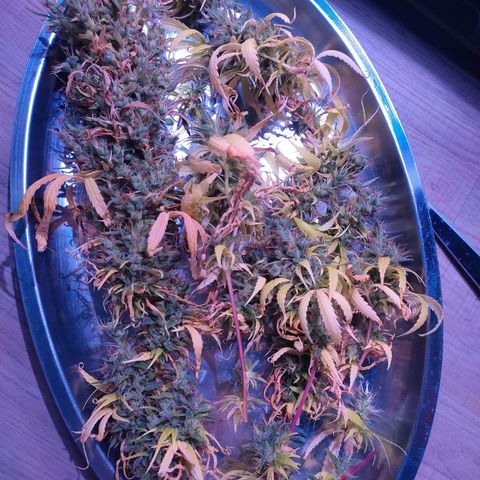 SOG growlog photo: Colheita feliz