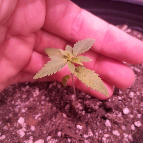 Sugar Bomb Punch® growlog photo: Parece estar travada, desenvolvendo bem lentamente.