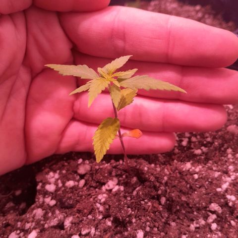 Amnésia Haze Fotoperiodo growlog photo: Desenvolvimento lento, creio que esteja travada