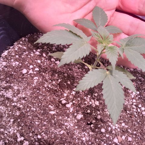 HulkBerry Fotoperíodo growlog photo: Desenvolvendo bem rápido, folhas largas e crescimento constante.