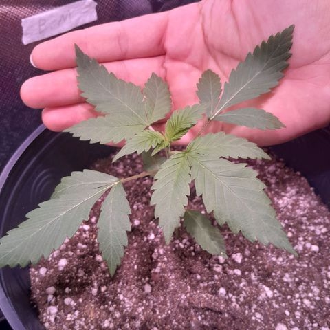 Blue Moby Fotoperíodo growlog photo: Desenvolvendo bem rápido e perceptível que o caule está engrossando e já está no 4° nó