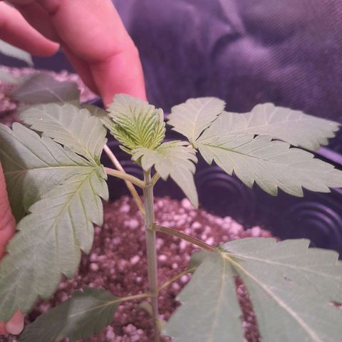 Blue Moby Fotoperíodo growlog photo: Desenvolvendo bem rápido e perceptível que o caule está engrossando e já está no 4° nó
