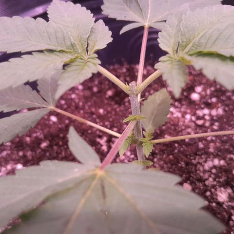 HulkBerry Fotoperíodo growlog photo: Realizado a poda top no 5° nó