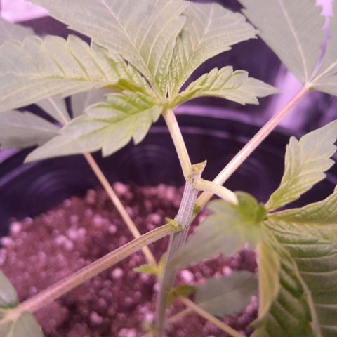 Blue Moby Fotoperíodo growlog photo: Realizado poda top no 5° nó, estou ocioso se irá ramificar talvez tenha cortado muito cedo