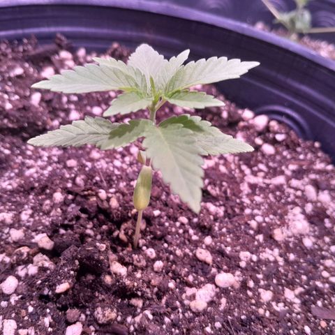 Sugar Bomb Punch® growlog photo: Essa pequena começou a apresentar desenvolvimento assim que aumentei a rega do vaso.