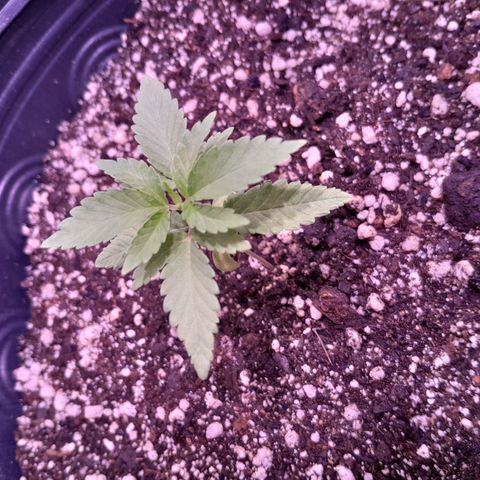 Sugar Bomb Punch® growlog photo: Essa pequena começou a apresentar desenvolvimento assim que aumentei a rega do vaso.
