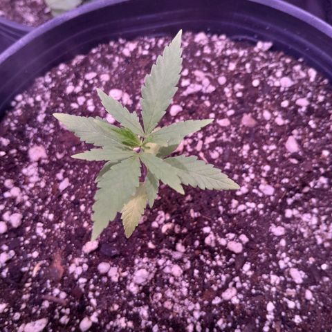 Amnésia Haze Fotoperiodo growlog photo: Após aumentar a quantidade de água por rega ela voltou a se desenvolver,  obs: primeiro vez cultivando no solo vivo.