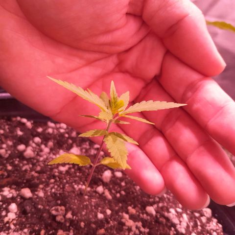 Amnésia Haze Fotoperiodo growlog photo: Após aumentar a quantidade de água por rega ela voltou a se desenvolver,  obs: primeiro vez cultivando no solo vivo.