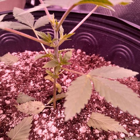 HulkBerry Fotoperíodo growlog photo: Realizei a poda das pontas pq quero que ela foque a energia nas novas mudas
