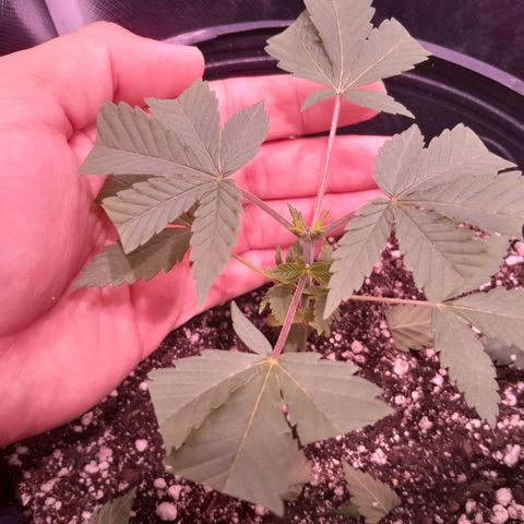 HulkBerry Fotoperíodo growlog photo: Realizei a poda das pontas pq quero que ela foque a energia nas novas mudas