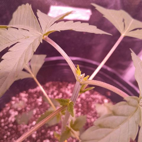 Blue Moby Fotoperíodo growlog photo: realizei a poda das pontas pq quero o foco nos novos ramos, e a poda de segunda teve sucesso apareceu novas folhas no topo.