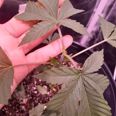 Blue Moby Fotoperíodo growlog photo: realizei a poda das pontas pq quero o foco nos novos ramos, e a poda de segunda teve sucesso apareceu novas folhas no topo.