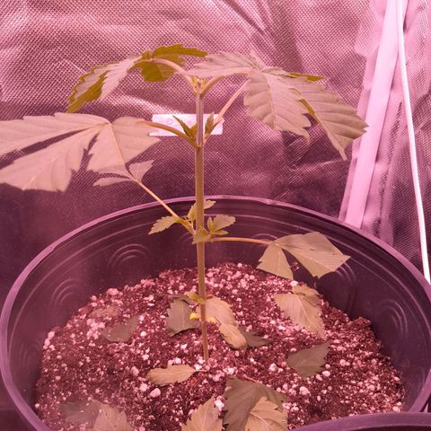 Blue Moby Fotoperíodo growlog photo: realizei a poda das pontas pq quero o foco nos novos ramos, e a poda de segunda teve sucesso apareceu novas folhas no topo.
