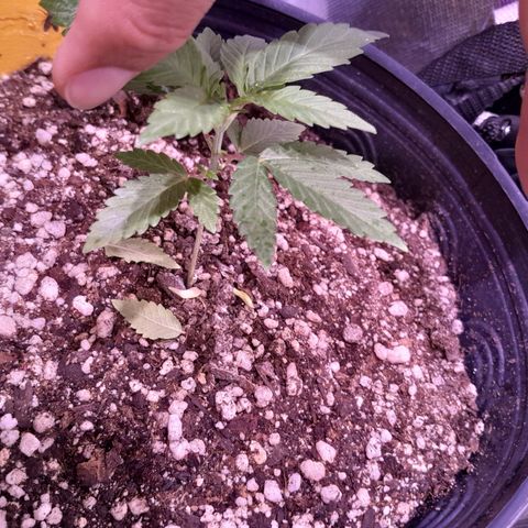 Sugar Bomb Punch® growlog photo: Cores das folhas estão vibrantes, destravou