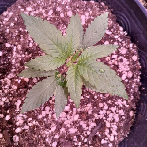 Sugar Bomb Punch® growlog photo: Cores das folhas estão vibrantes, destravou