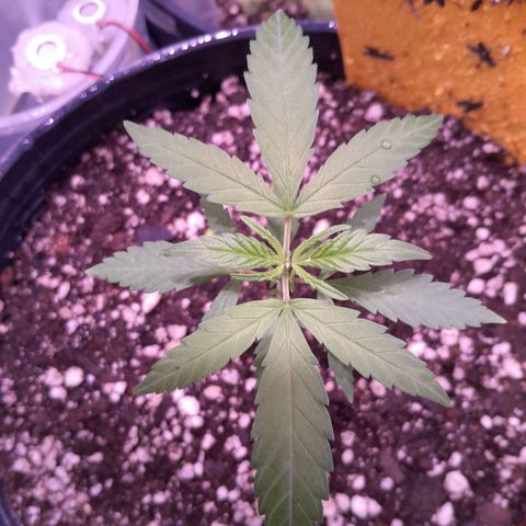 Amnésia Haze Fotoperiodo growlog photo: Essa destravou, novas folhas nascendo todo dia
