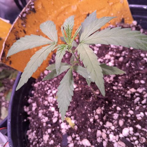 Amnésia Haze Fotoperiodo growlog photo: Essa destravou, novas folhas nascendo todo dia