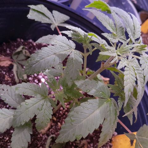HulkBerry Fotoperíodo growlog timeline photo