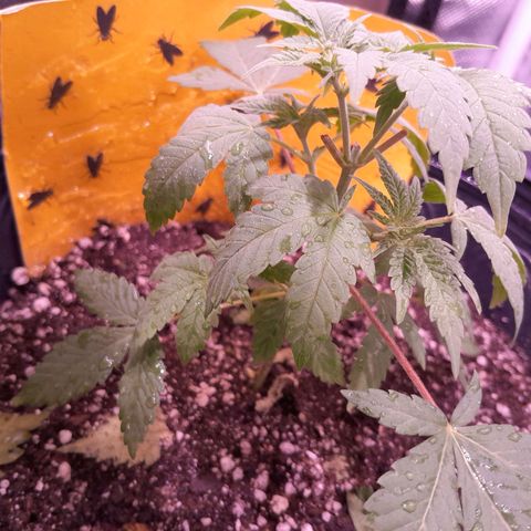 HulkBerry Fotoperíodo growlog photo: Acabei de regar por isso folhas baixas, está virando um arbusto essa menina
