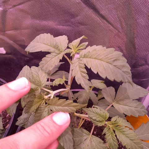 Blue Moby Fotoperíodo growlog photo: Acabei fazendo uma poda FIM sem querer, 