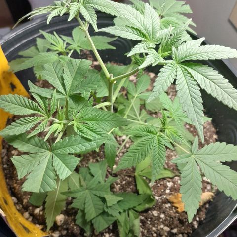 HulkBerry Fotoperíodo growlog photo: Desfoliação