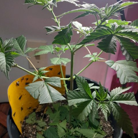 Blue Moby Fotoperíodo growlog photo: Desfoliação