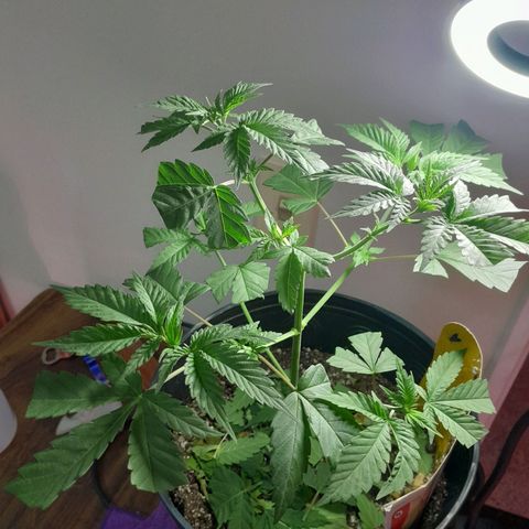 Blue Moby Fotoperíodo growlog photo: Desfoliação