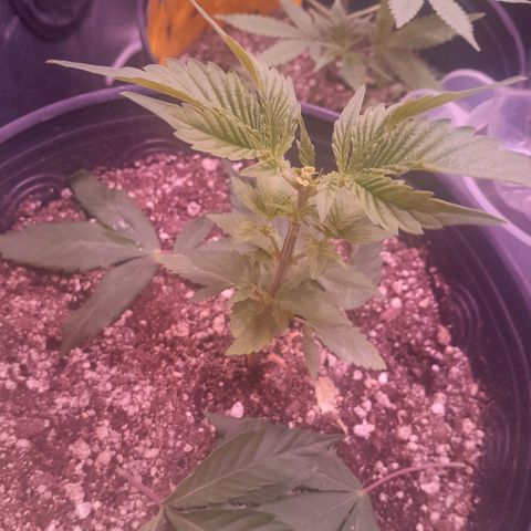 Sugar Bomb Punch® growlog timeline photo