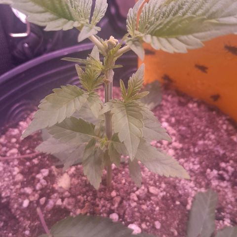 Sugar Bomb Punch® growlog timeline photo