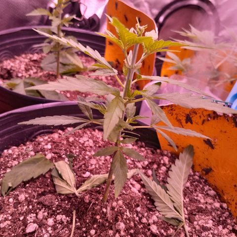 Amnésia Haze Fotoperiodo growlog timeline photo