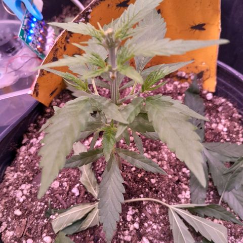 Amnésia Haze Fotoperiodo growlog timeline photo