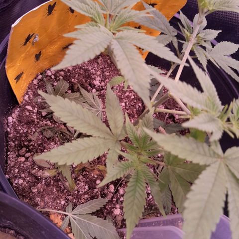 HulkBerry Fotoperíodo growlog timeline photo
