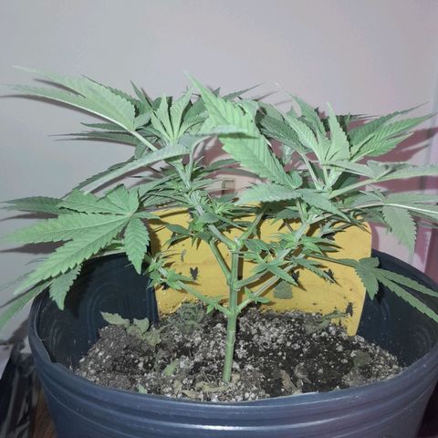 HulkBerry Fotoperíodo growlog timeline photo