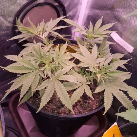 HulkBerry Fotoperíodo growlog timeline photo