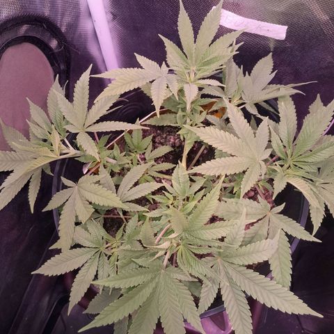 HulkBerry Fotoperíodo growlog timeline photo