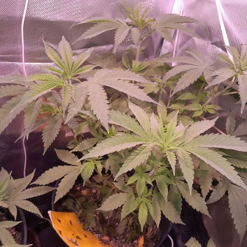 Blue Moby Fotoperíodo growlog timeline photo