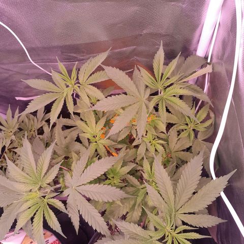 Blue Moby Fotoperíodo growlog timeline photo