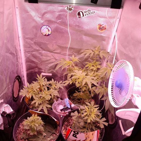 Amnésia Haze Fotoperiodo growlog photo: As meninas juntas 